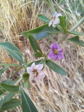 Image of matrimony vine