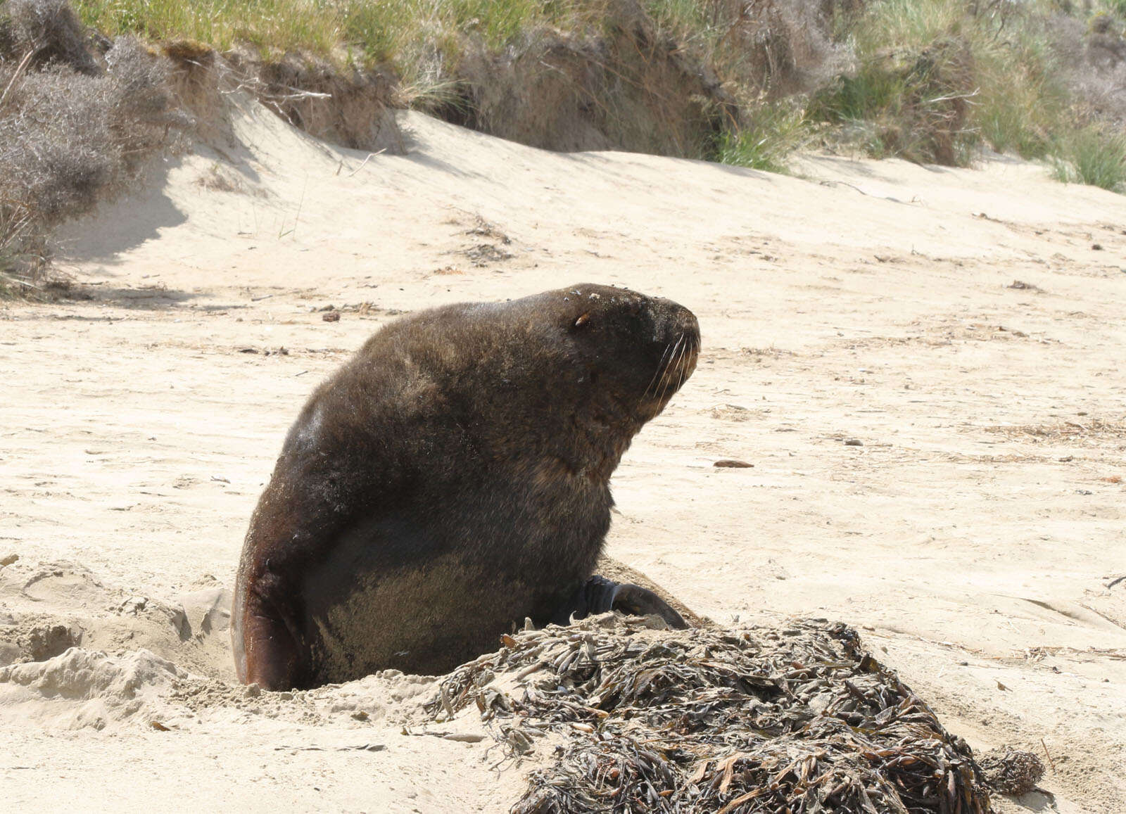 Image of New Zealand sea lion