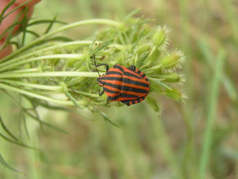 Image of <i>Graphosoma italicum</i>