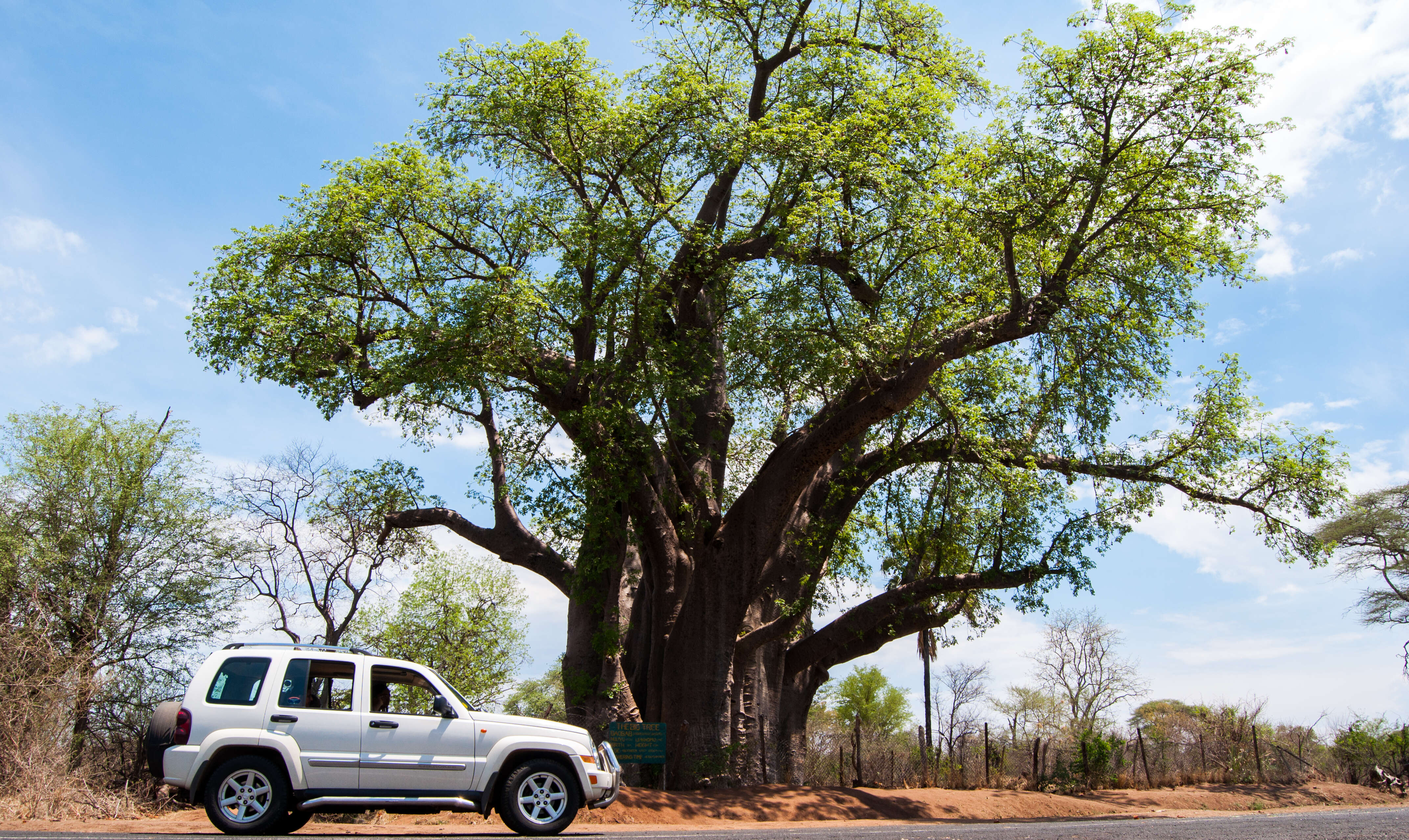 Image of Baobab