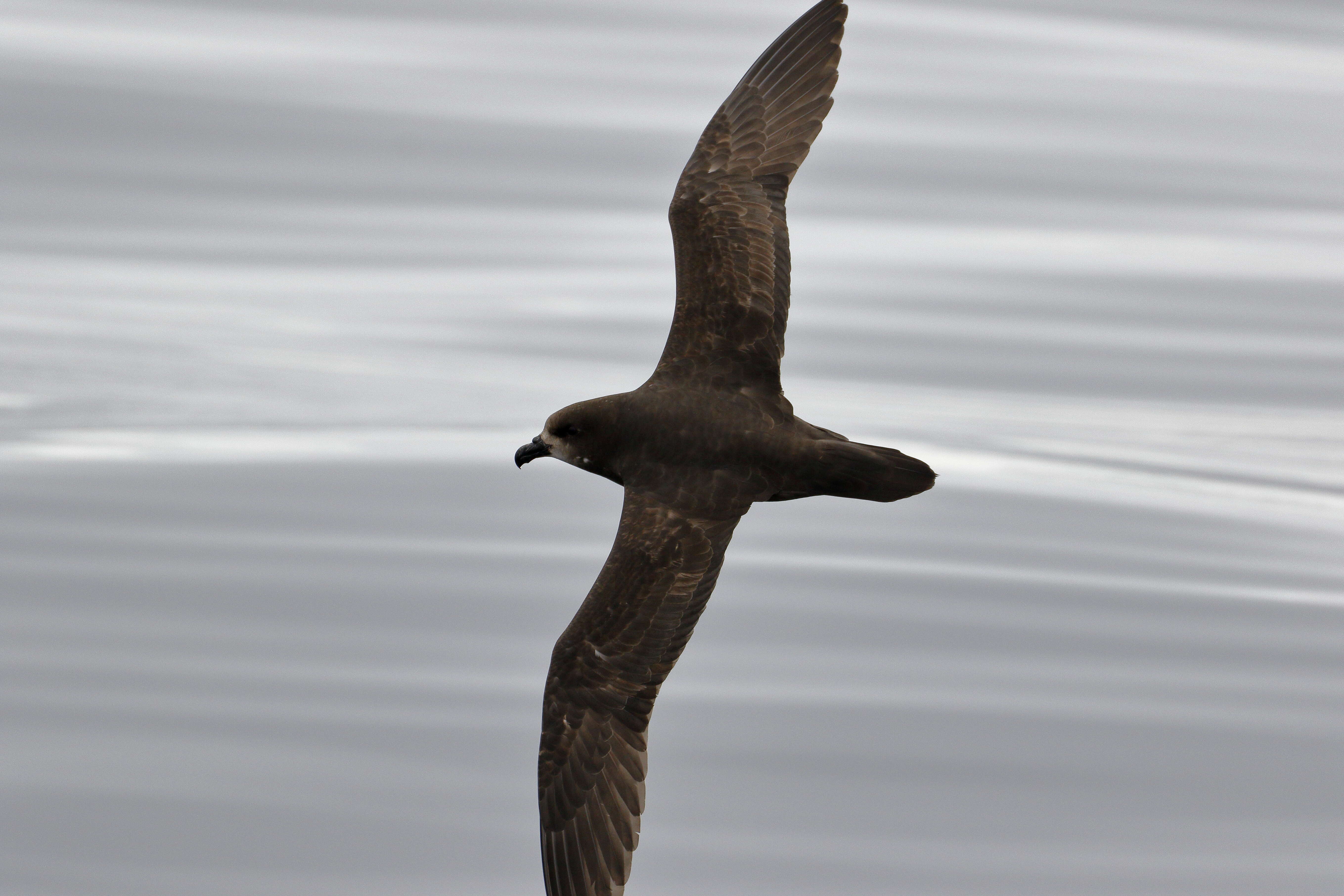 Image of Grey-faced Petrel