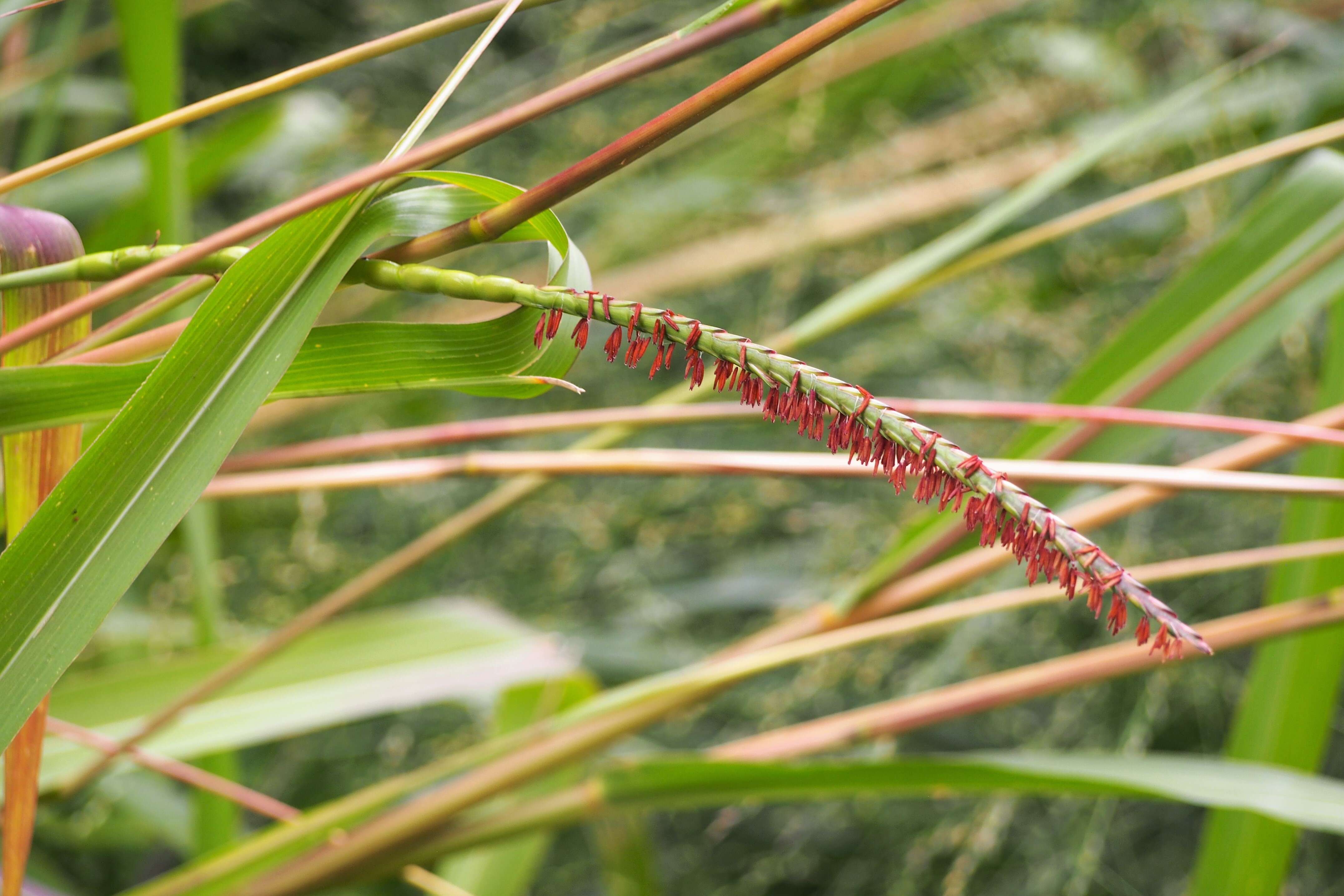 Imagem de Tripsacum dactyloides (L.) L.