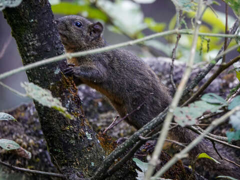 Image of Orange-bellied Himalayan Squirrel