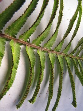 Image of Asian sword fern