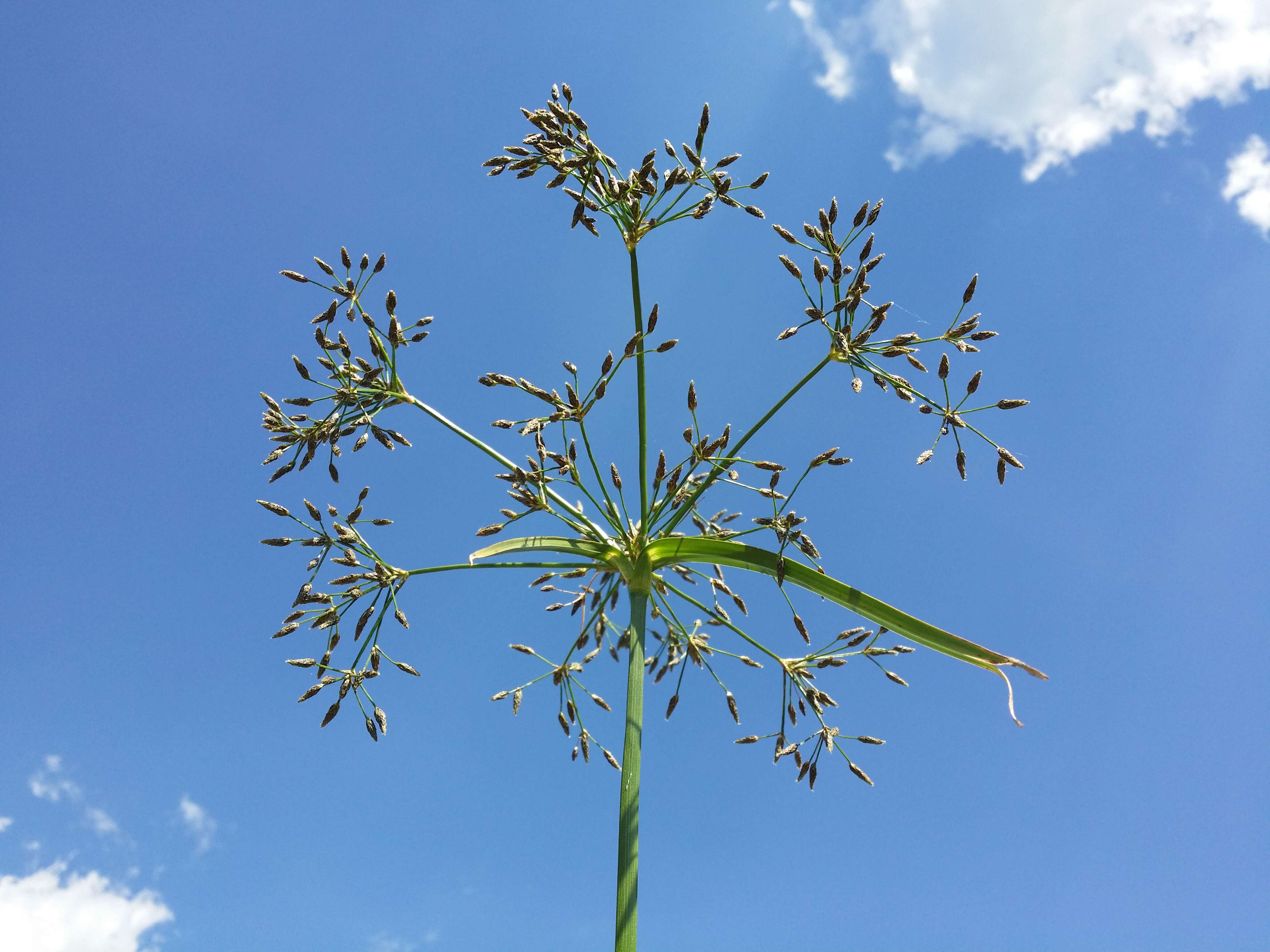 Image of Scirpus radicans Schkuhr