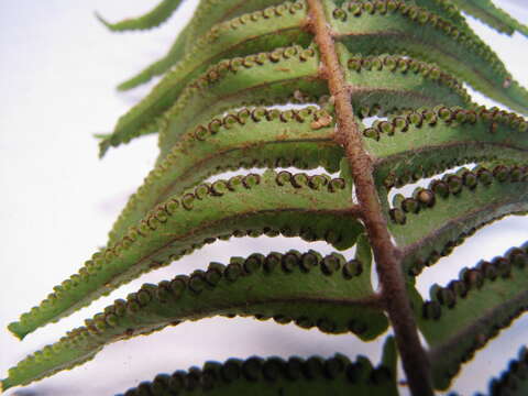 Image of Asian sword fern