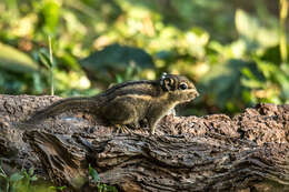 Image of Swinhoe's Striped Squirrel