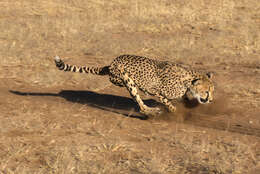 Image of Namibian cheetah