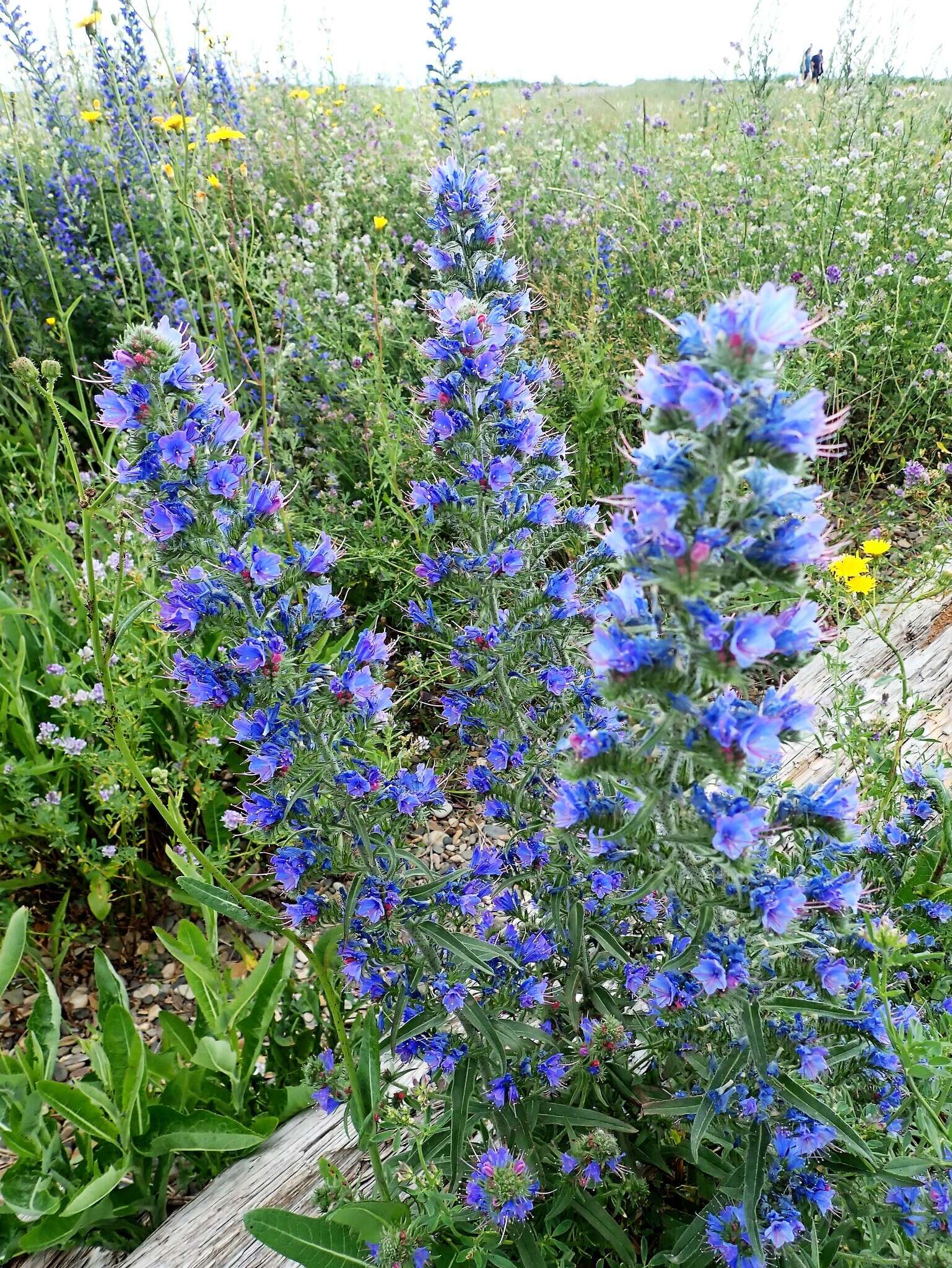 Imagem de Echium vulgare L.