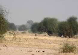 Image of Great Indian Bustard