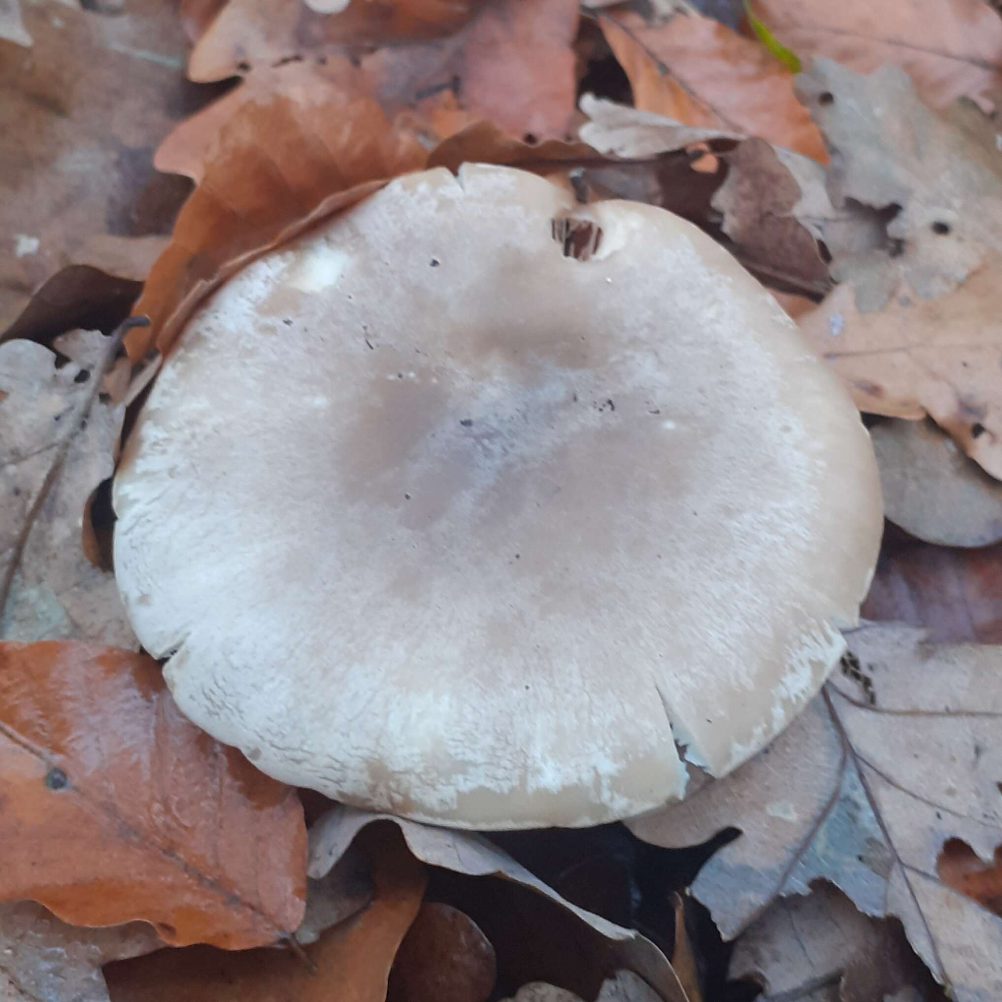 Image of Clitocybe nebularis (Batsch) P. Kumm. 1871