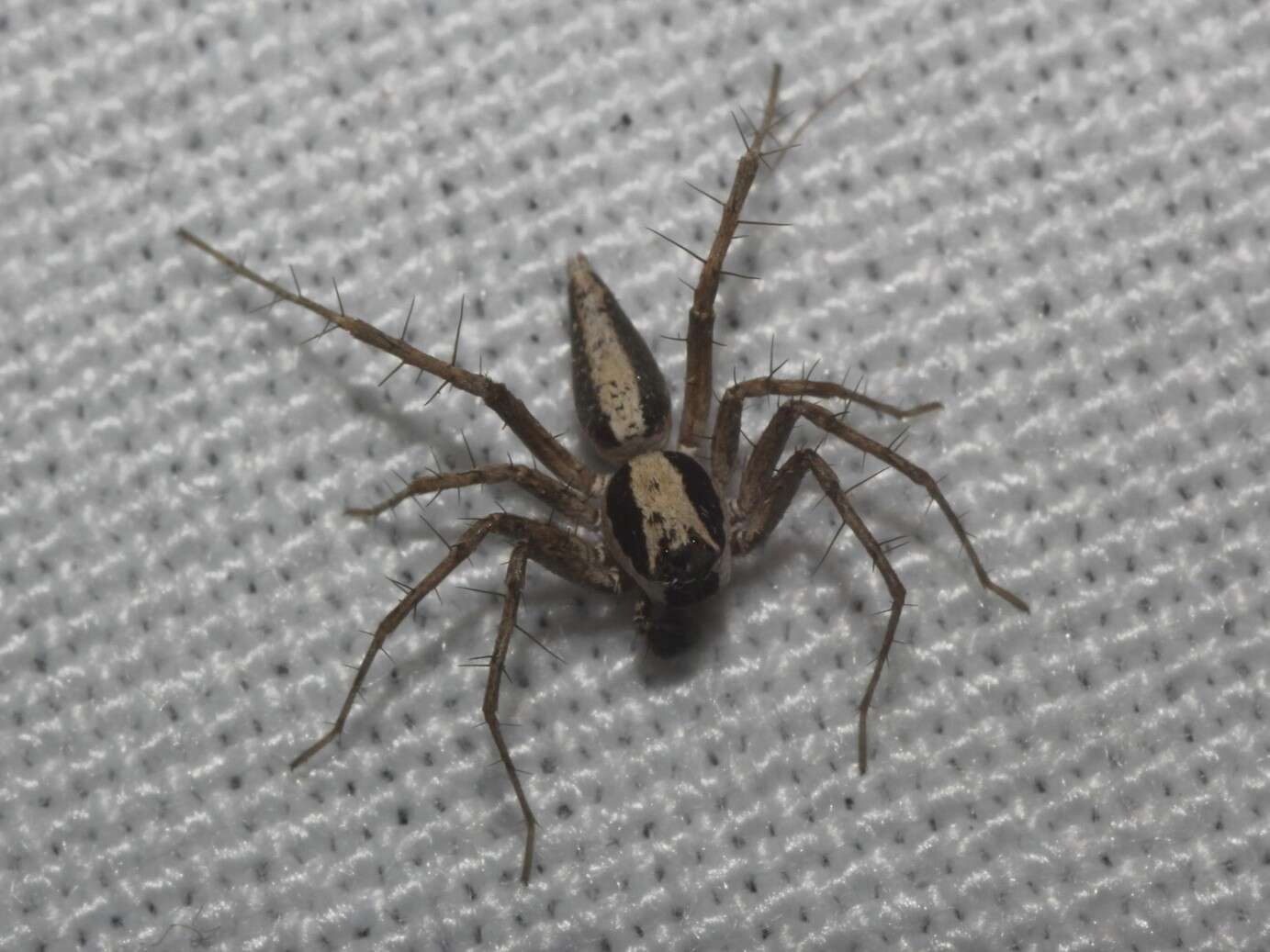 Image of lynx spider