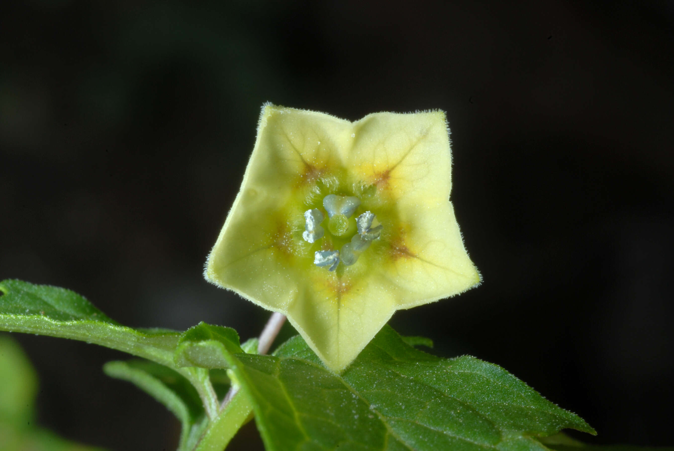 Image of cutleaf groundcherry