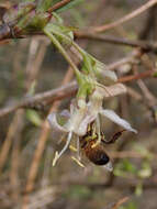 Imagem de Lonicera fragrantissima Lindl. & Paxt.