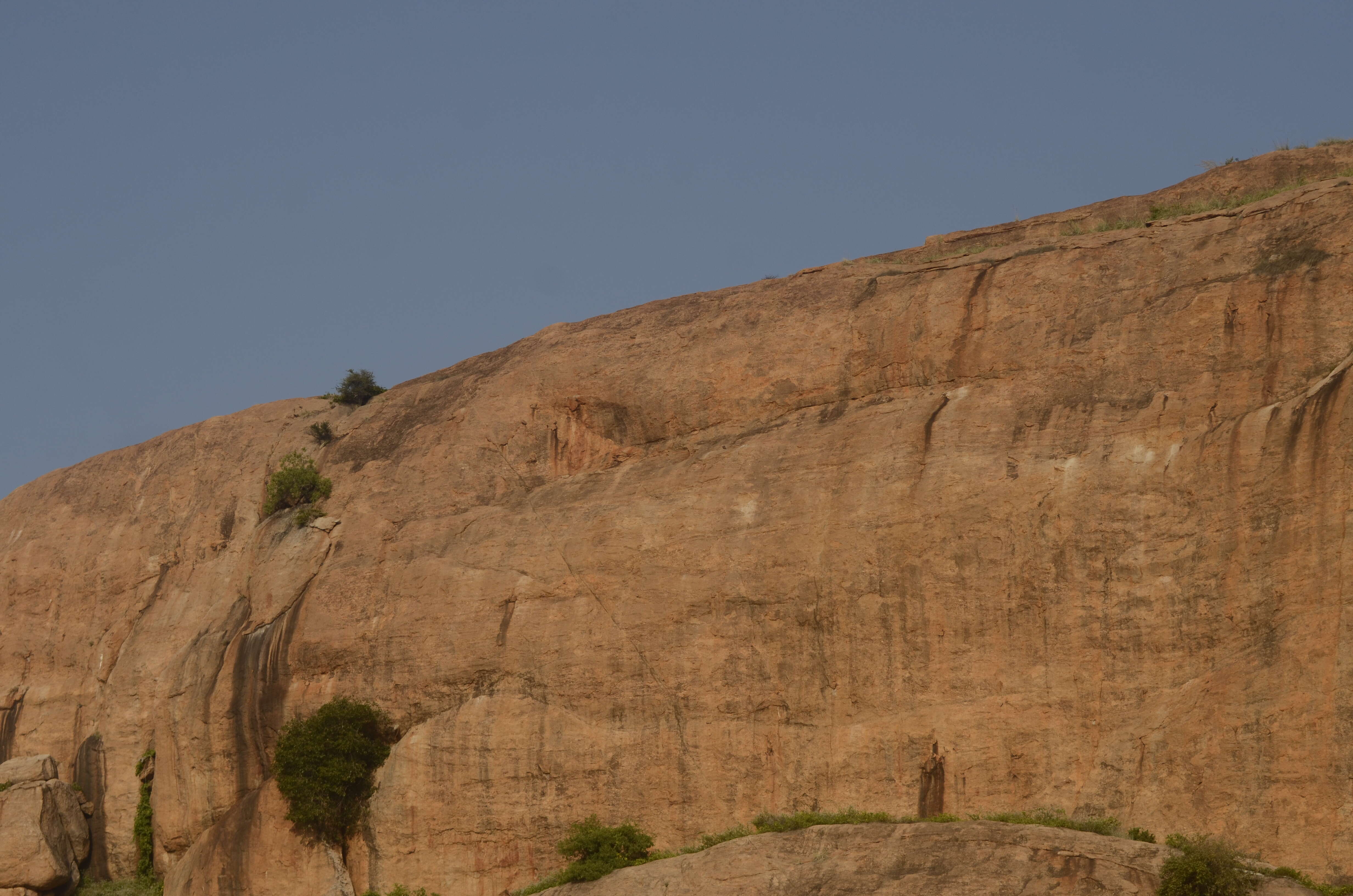 Image of Laggar Falcon