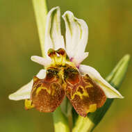 Image of Ophrys holosericea