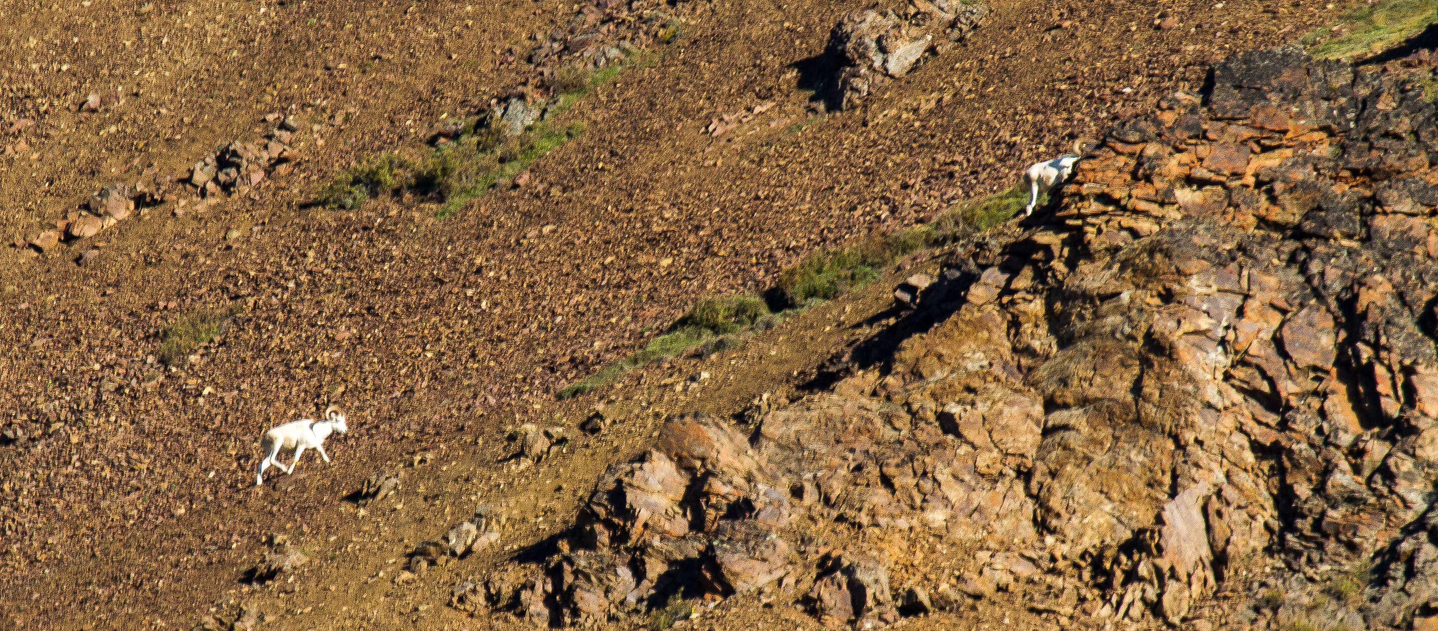 Image of Dall’s Sheep