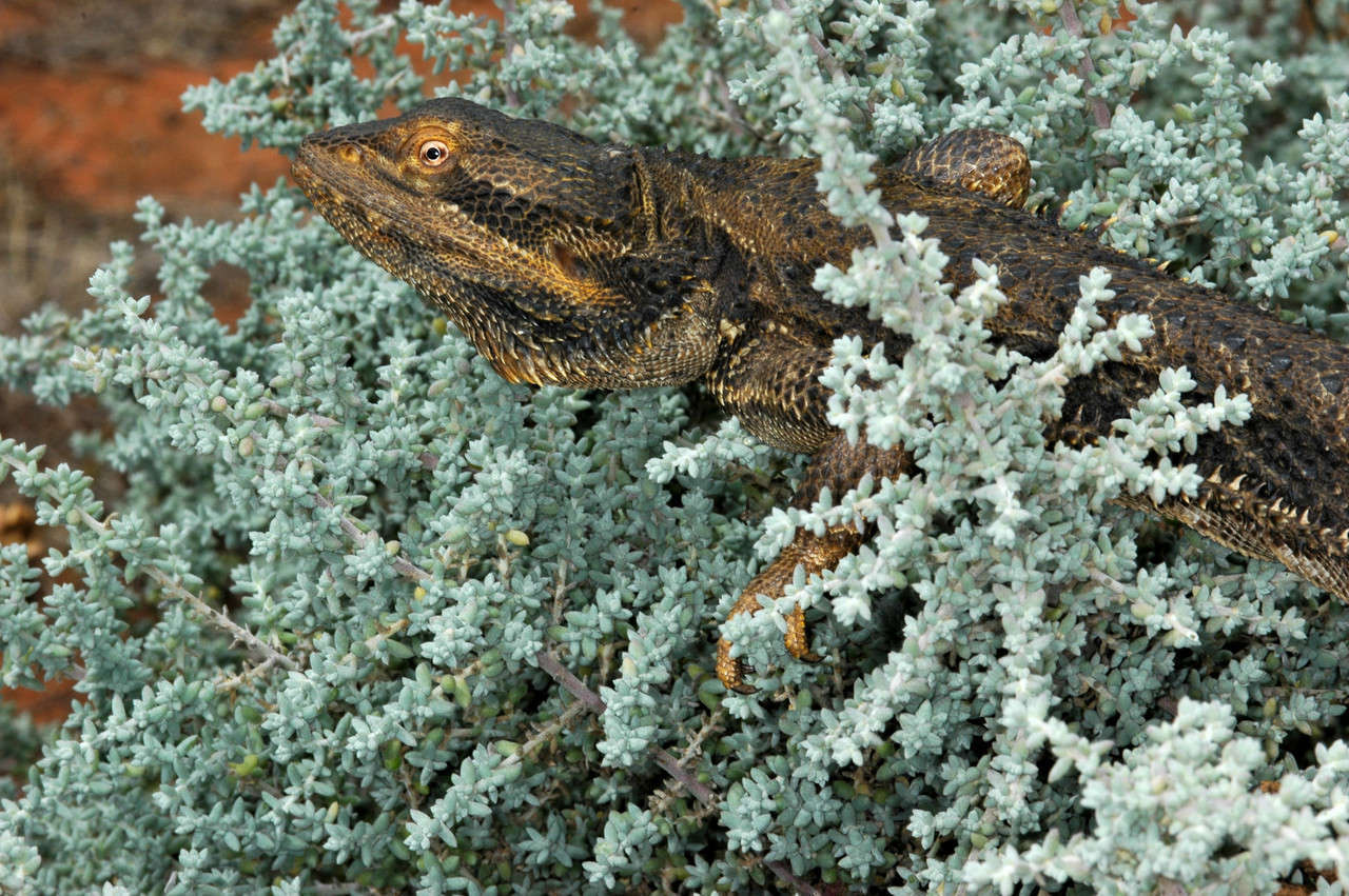 Image of Central bearded dragon