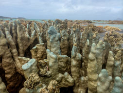 Image of Blue Coral