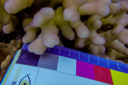 Image of Smooth Cauliflower Coral