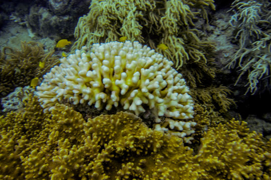 Image of Smooth Cauliflower Coral