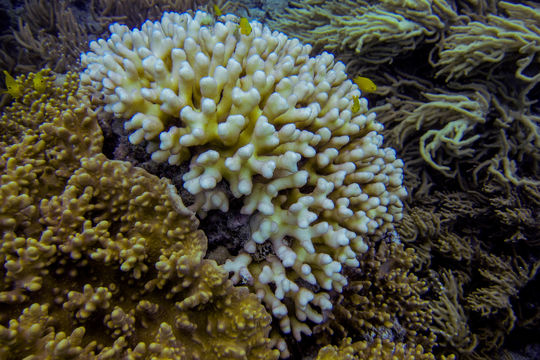 Image of Smooth Cauliflower Coral