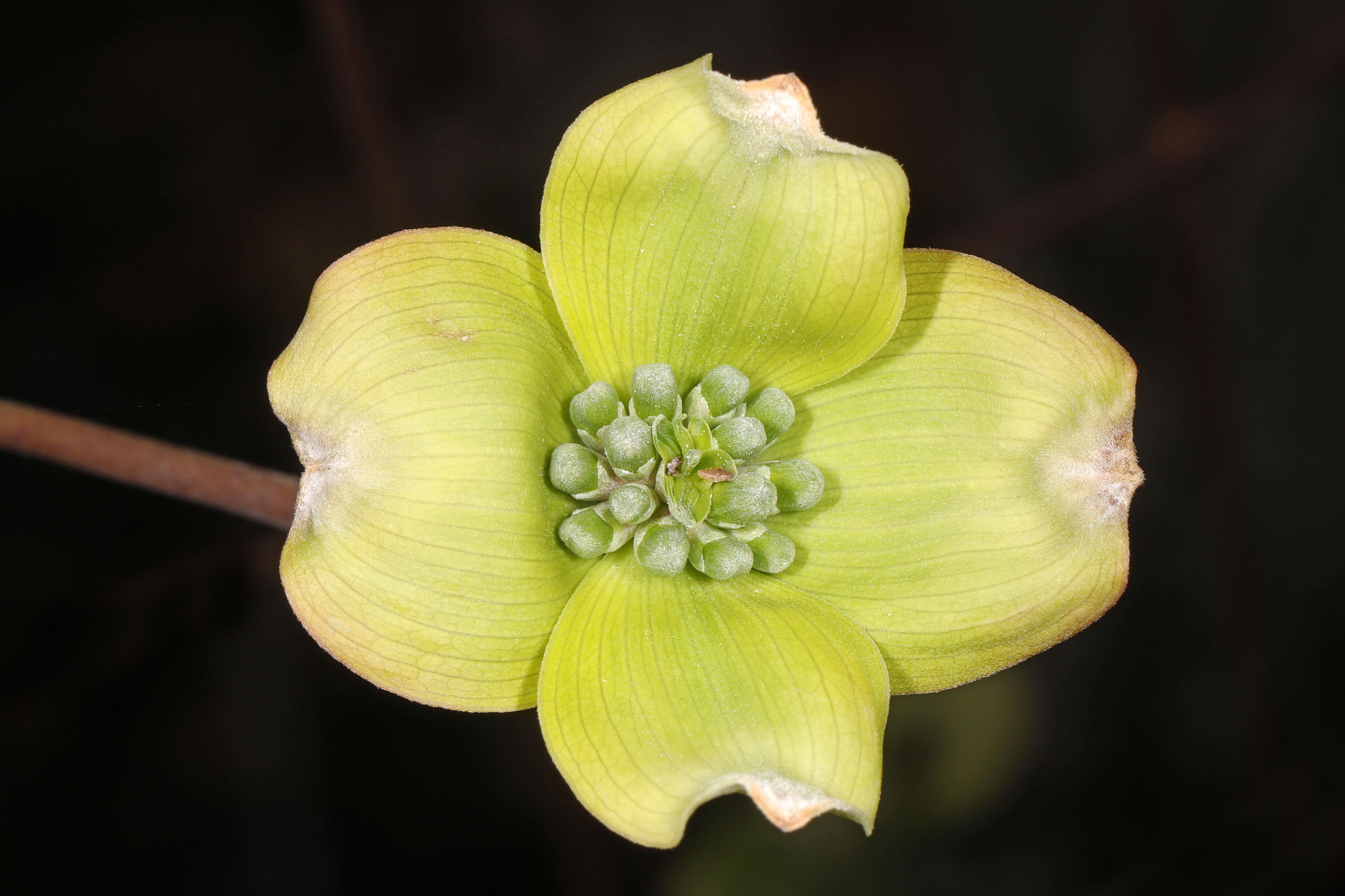 Image of flowering dogwood