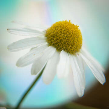 Image of False chamomile