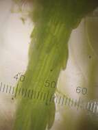 Image of Common Stonewort