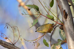 Imagem de Pardalotus punctatus (Shaw 1792)