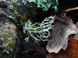 Imagem de Ramalina farinacea (L.) Ach.