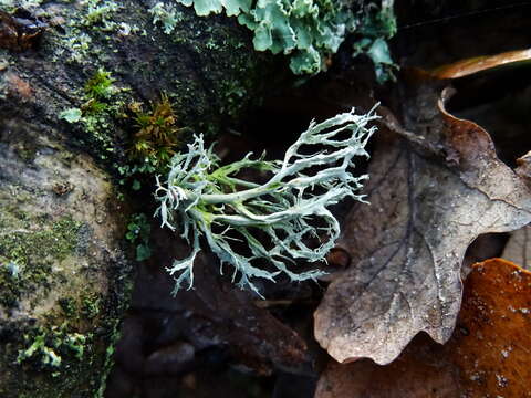 Image of farinose cartilage lichen