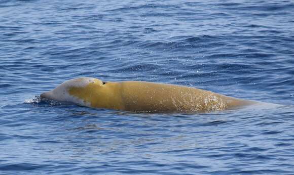 Image of Cuvier's Beaked Whale