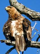 Image of Tawny Eagle