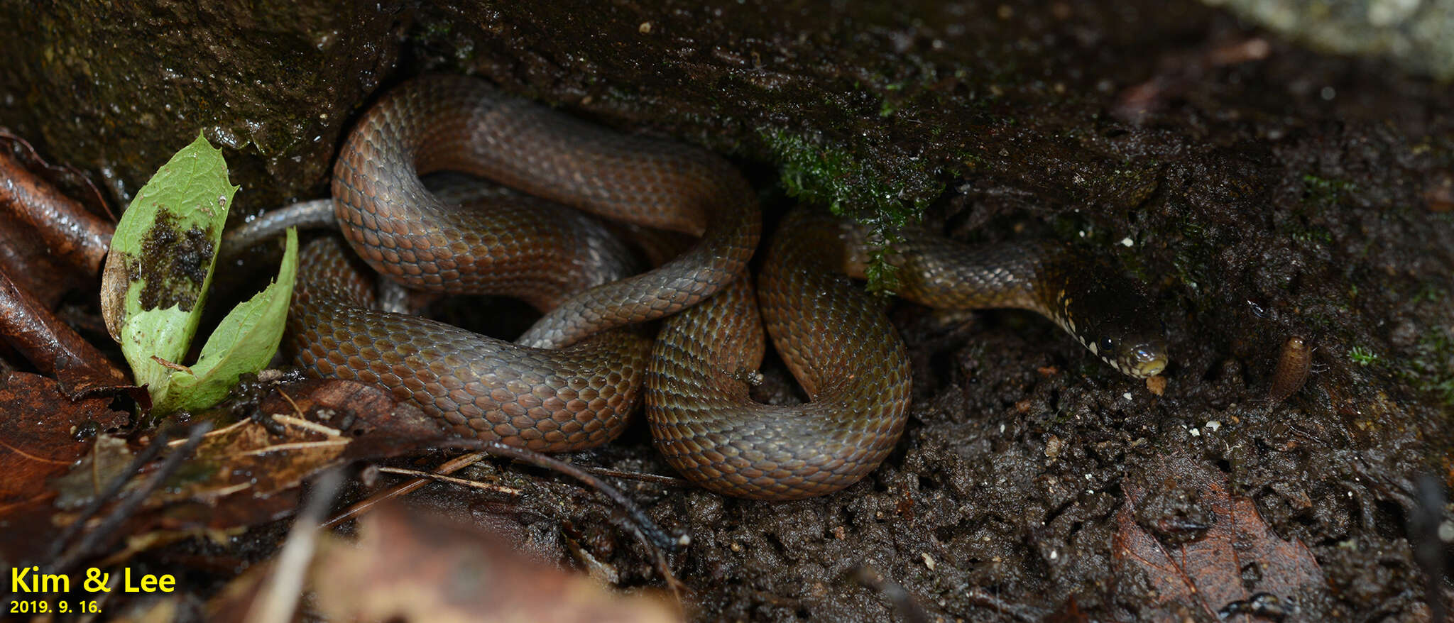 Image of Japanese Keelback