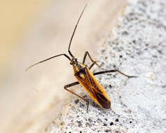 Image of Meadow Plant Bug