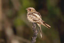 Image of Large-tailed Nightjar