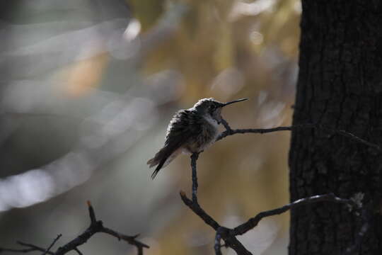 Image of Broad-tailed Hummingbird