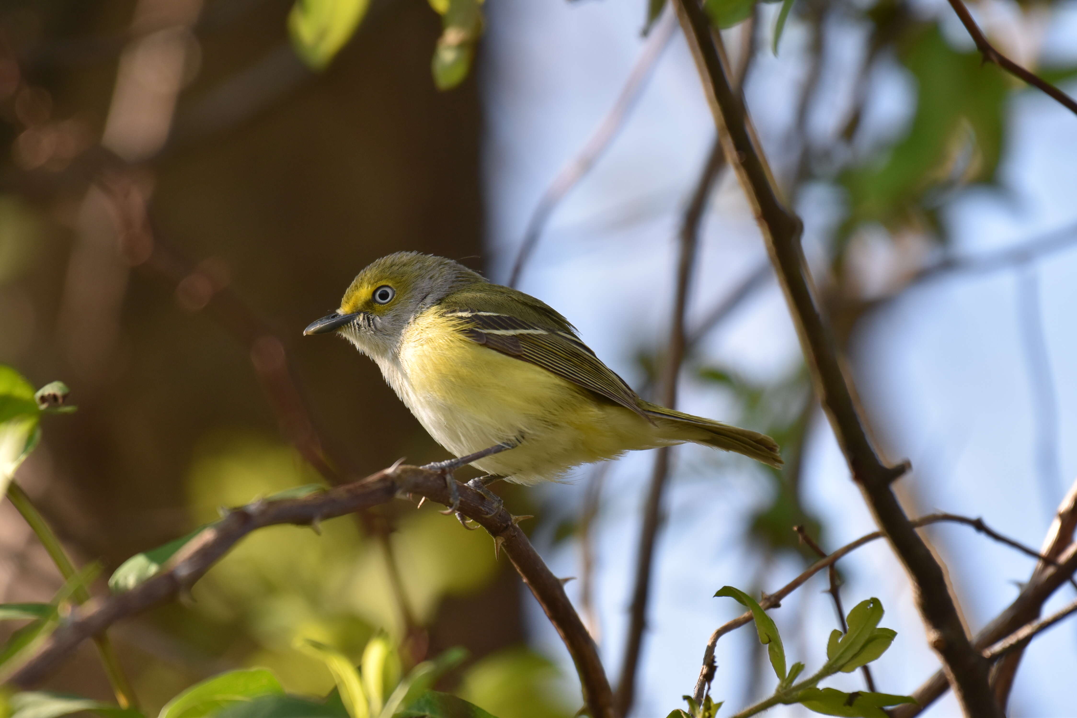 Слика од Vireo griseus (Boddaert 1783)