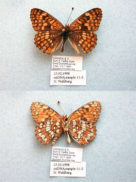 Image of Northern Checkerspot