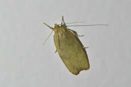 Image of Phaeosaces coarctatella