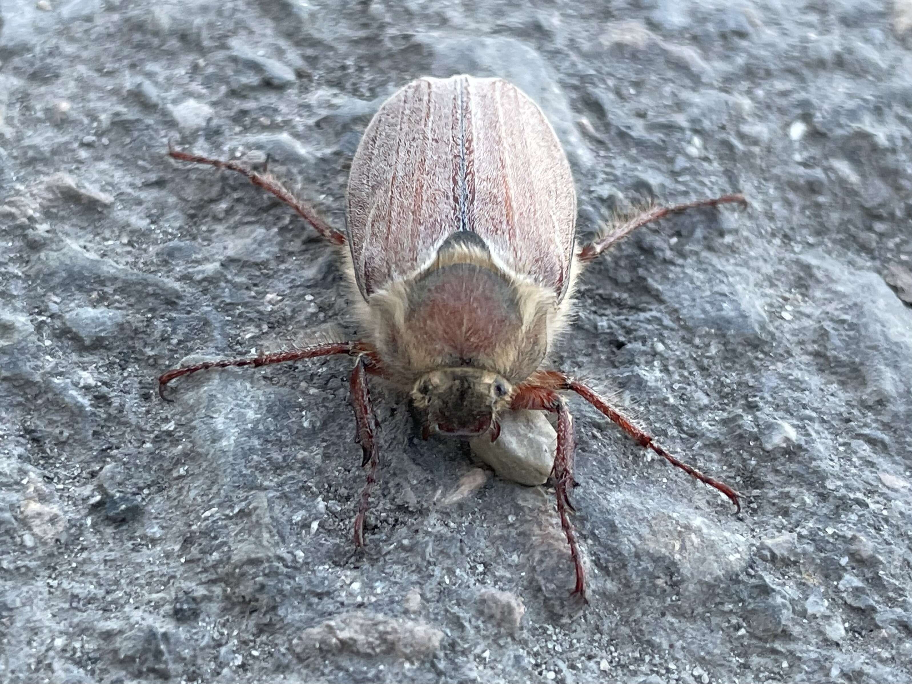 Image of chestnut cockchafer