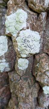 Image of diploicia lichen