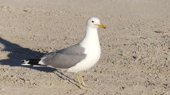 Larus californicus Lawrence 1854 resmi