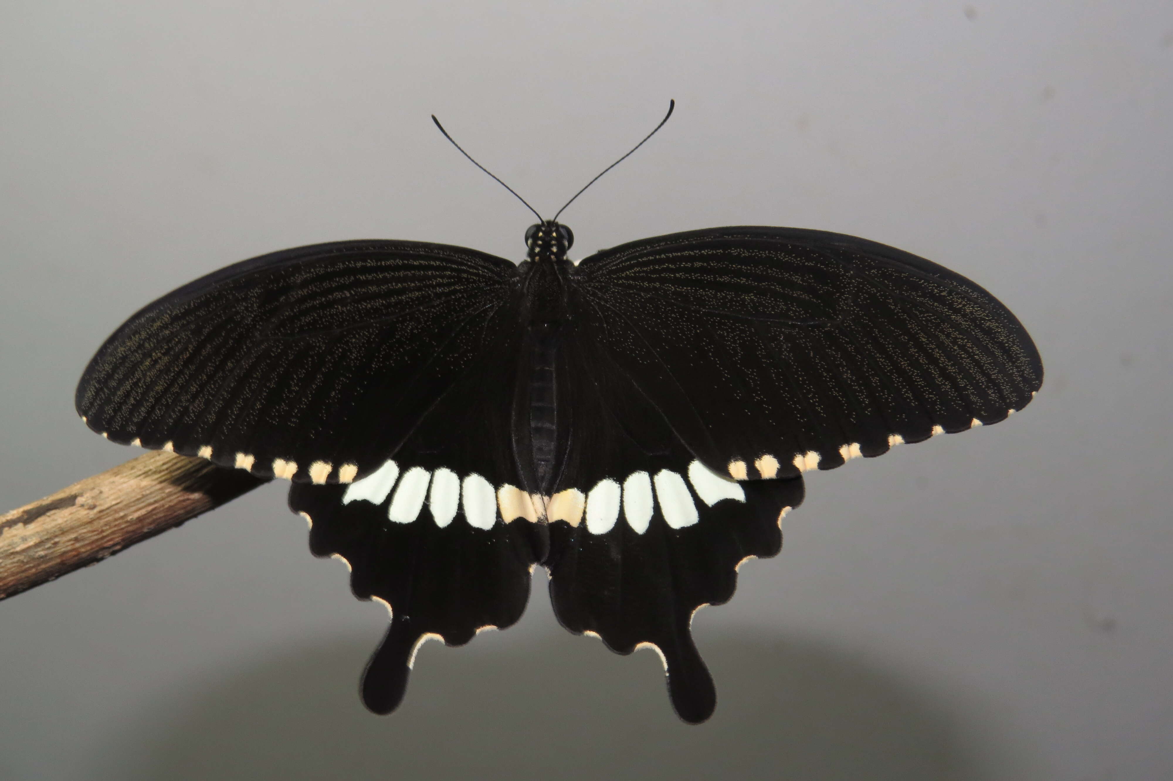 Image of Papilio polytes Linnaeus 1758