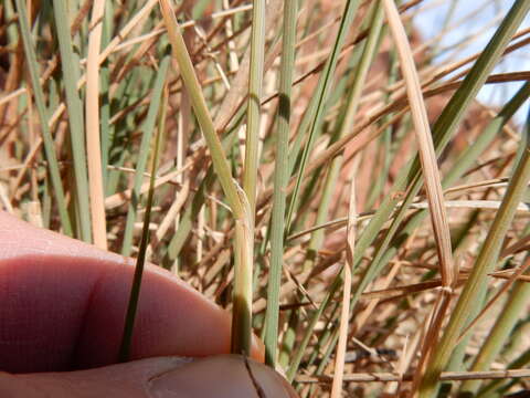 Image de Poa fendleriana (Steud.) Vasey