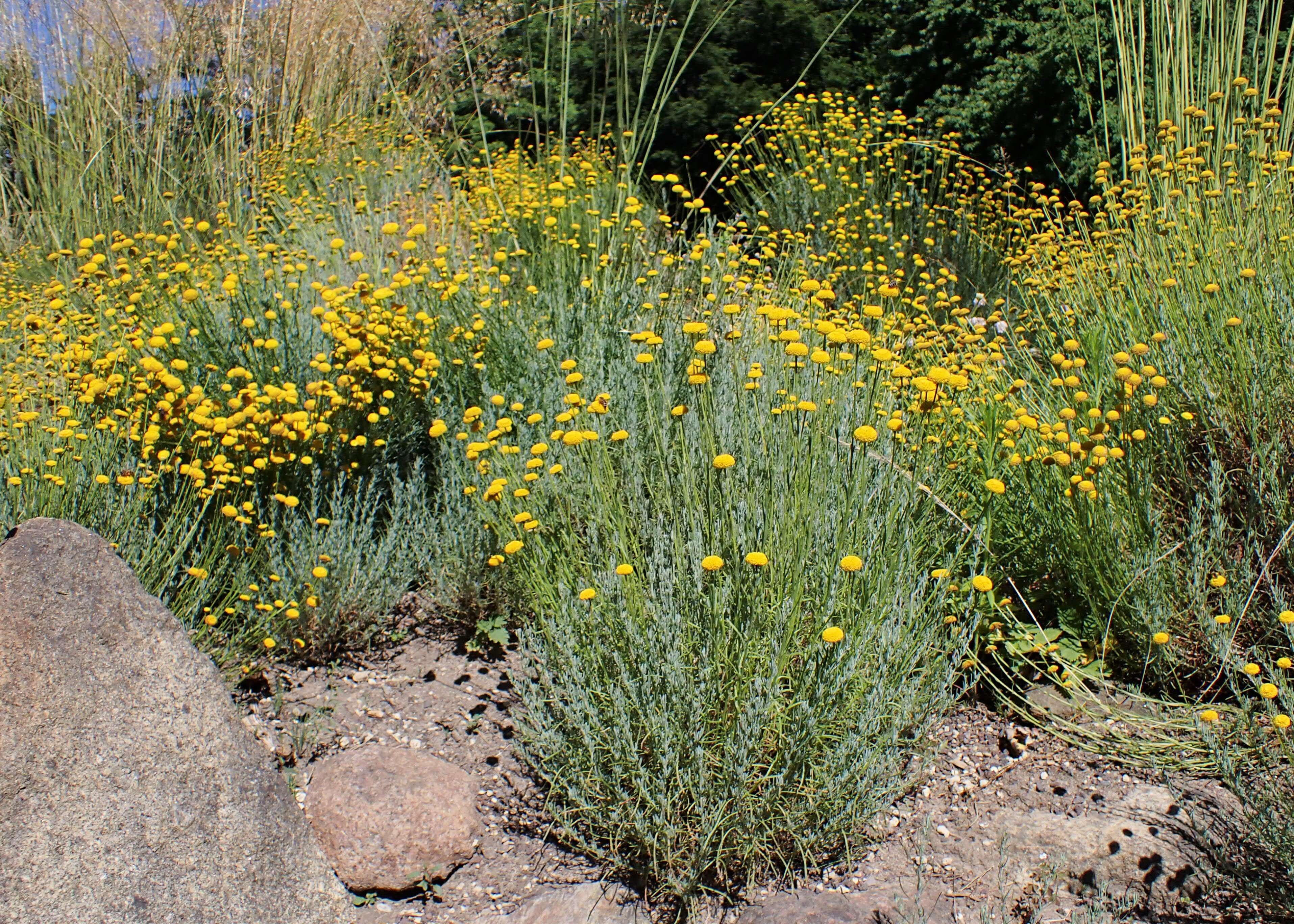 Sivun Santolina rosmarinifolia L. kuva