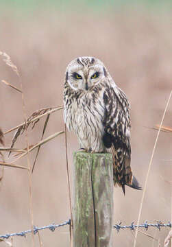 Image de Hibou des marais