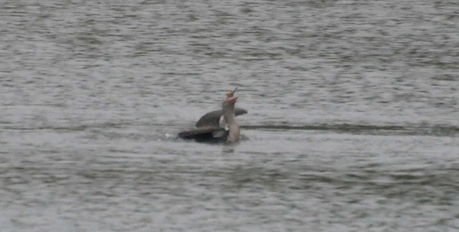 Image of Australian Pied Cormorant