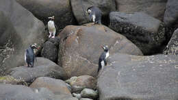 Image of Fiordland Crested Penguin